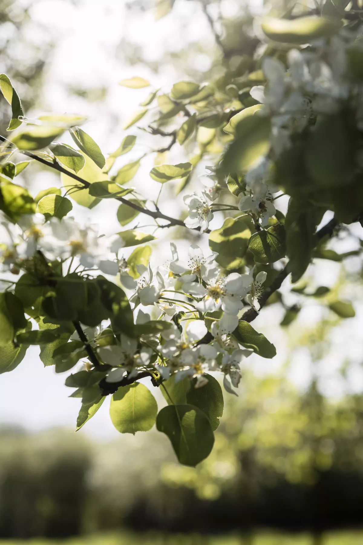 Photographe Bretagne - Guillaume Pouchin Photographe domaine cidricole