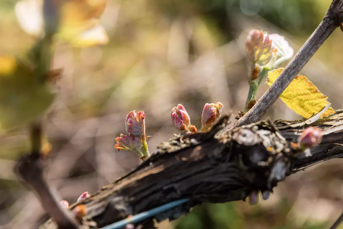 Photographe Bretagne - Guillaume Pouchin photographe vignerons