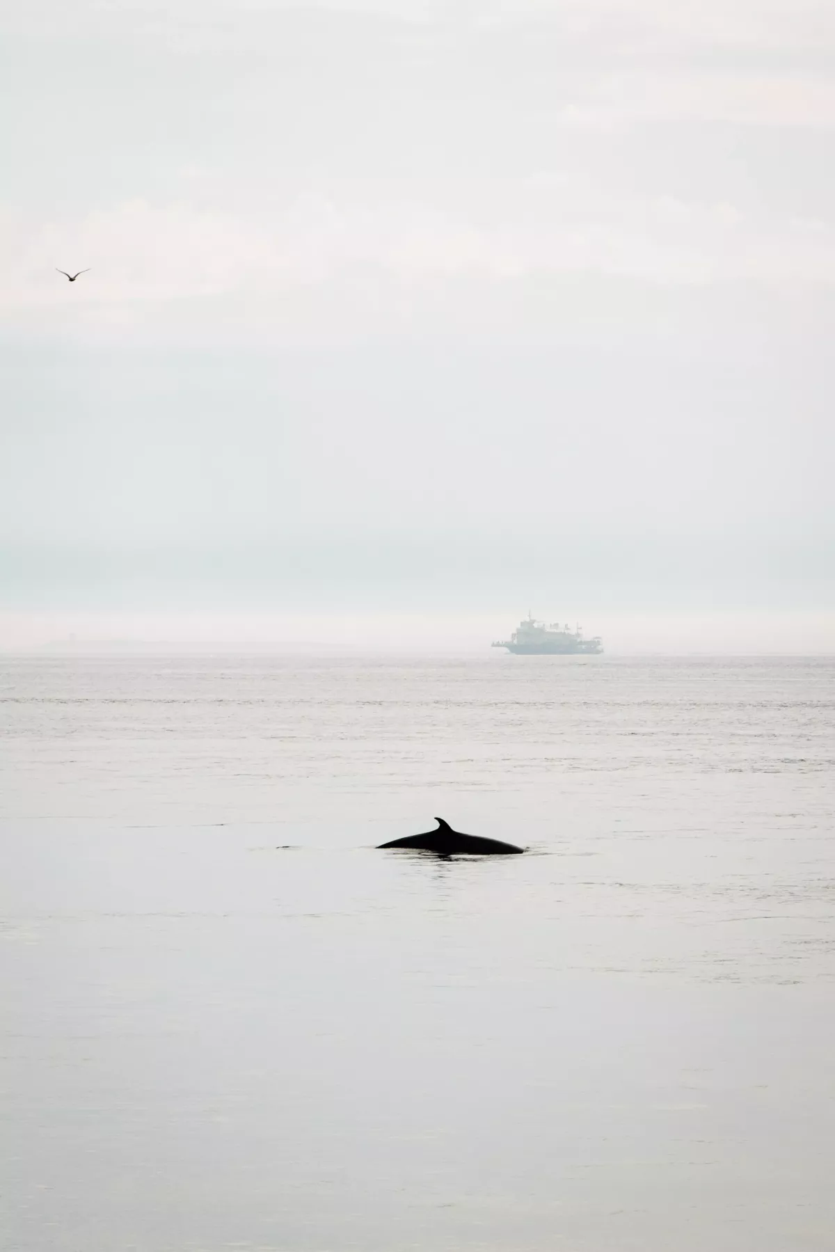 Les Rorquals dans le fjord du Saguenay